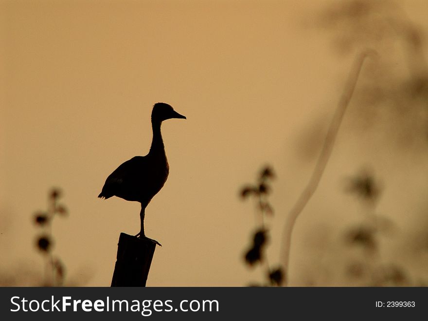 A wild duck silhouette in the lake