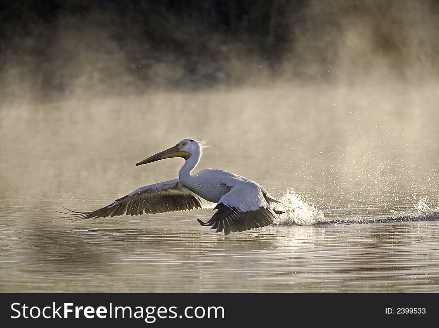 Pelican making an early morning landing as a mist is rising from the lake. Canon5D/ Canon 600mm 1.4X. Pelican making an early morning landing as a mist is rising from the lake. Canon5D/ Canon 600mm 1.4X