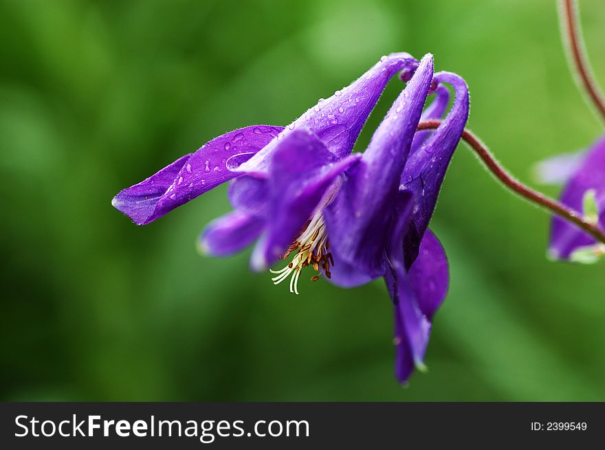 Extreme close-up of a purple columbine wildflower with raindrops