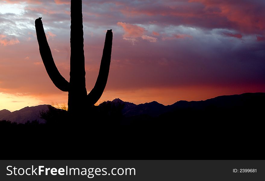 Sonoran desert, Saguaro National Park. Sonoran desert, Saguaro National Park