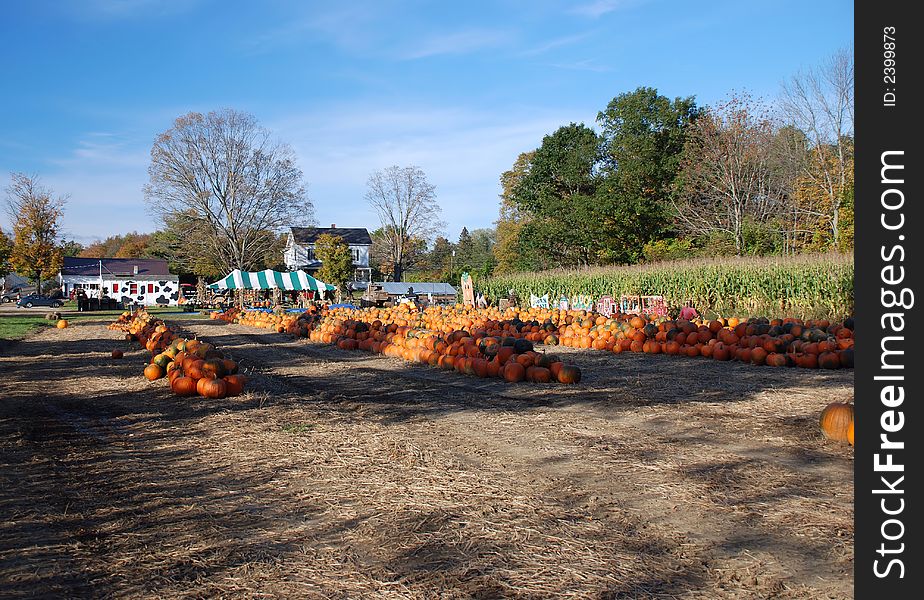 Harvested pumpkins in a field with standing corn stalks and farm buildings. Harvested pumpkins in a field with standing corn stalks and farm buildings.