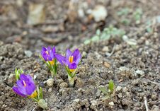 Purple Crocus Stock Photo Purple Crocus Stock Photo