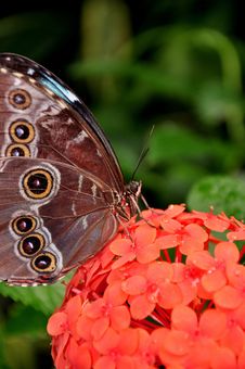 Blue Morpho Butterfly,aka,Morpho Peleides Royalty Free Stock Images