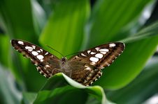 Brown Clipper Butterfly Stock Images Brown Clipper Butterfly Stock Images