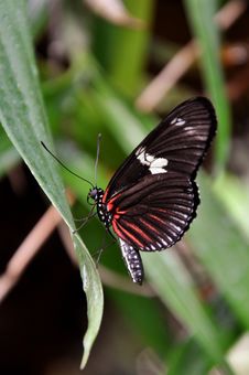 Doris Longwing Butterfly,aka,Heliconius Doris Stock Image Doris Longwing Butterfly,aka,Heliconius Doris Stock Image
