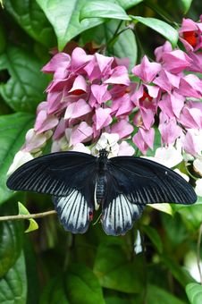 Male Scarlet Mormon,aka,Papilio Rumanzovia Royalty Free Stock Photo