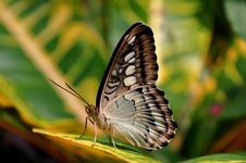 Brown Clipper Butterfly Royalty Free Stock Photos Brown Clipper Butterfly Royalty Free Stock Photos