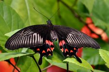 Female Mormon Butterfly,aka,Papilio Polytes Stock Photos
