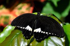Male Common Mormon,aka,Papilio Polytes Stock Photos Male Common Mormon,aka,Papilio Polytes Stock Photos