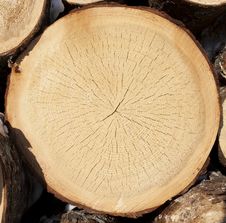 Stump Of Tree Felled Stock Photo Stump Of Tree Felled Stock Photo