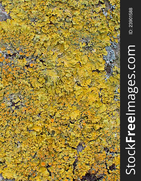 Xanthoria polycarpa lichen macro tree texture yellow