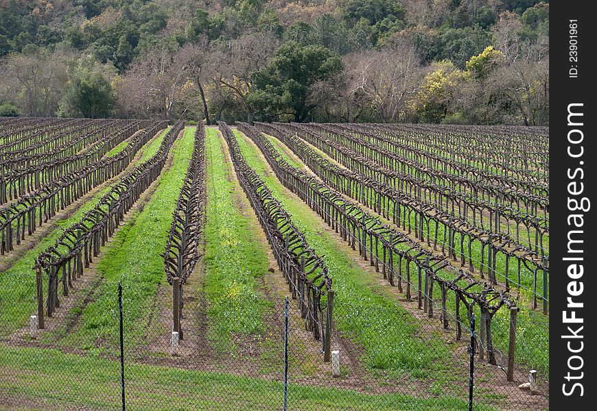 Vineyard at springtime, orderly rows of identical plants in North California