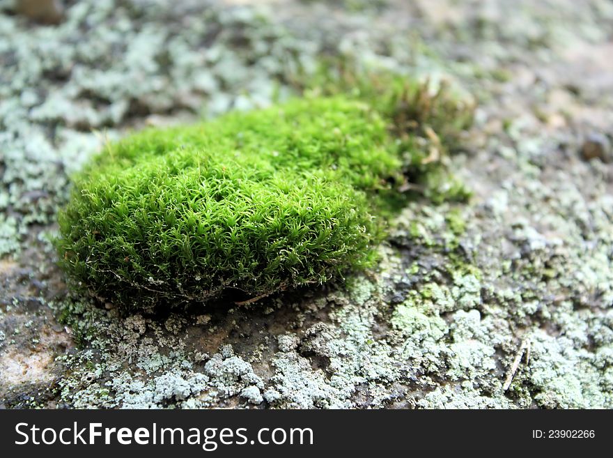 Close up of moss and lichen on a rocks