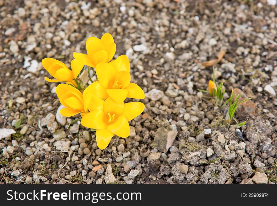 Yellow flower - Crocus &x28;Yellow Crocus&x29