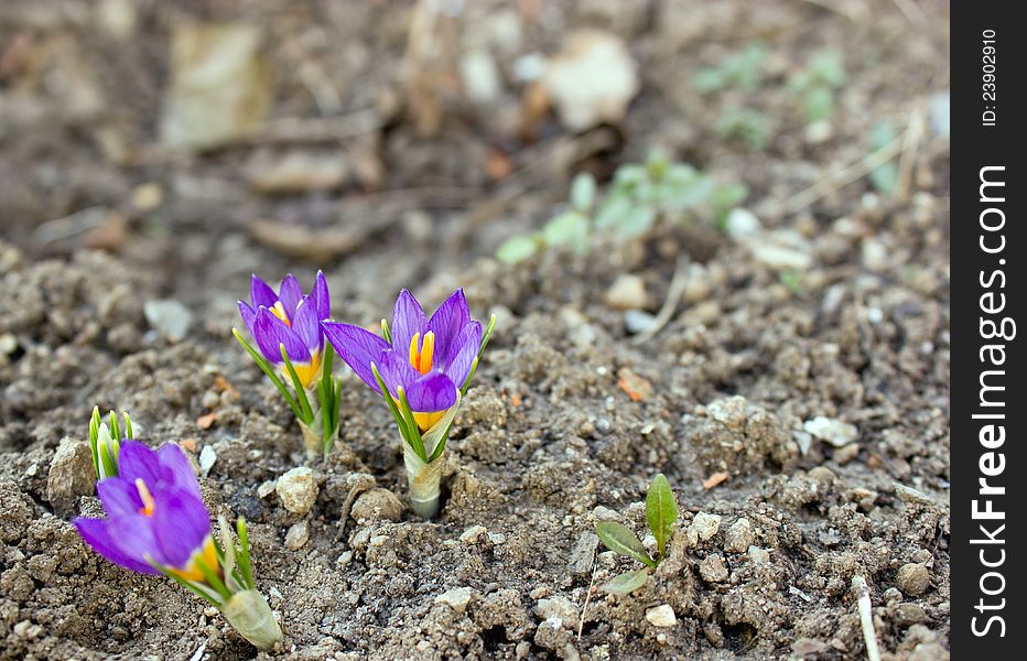 Purple Crocus