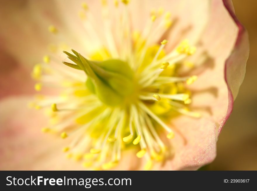 Hellebore flower