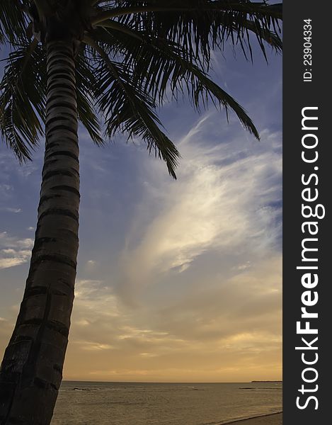 Sunset With Palm Tree At Praia Do Forte