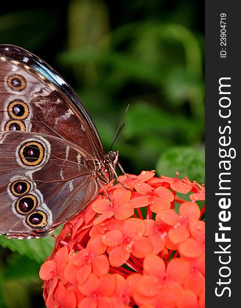 Blue Morpho Butterfly,aka,Morpho Peleides