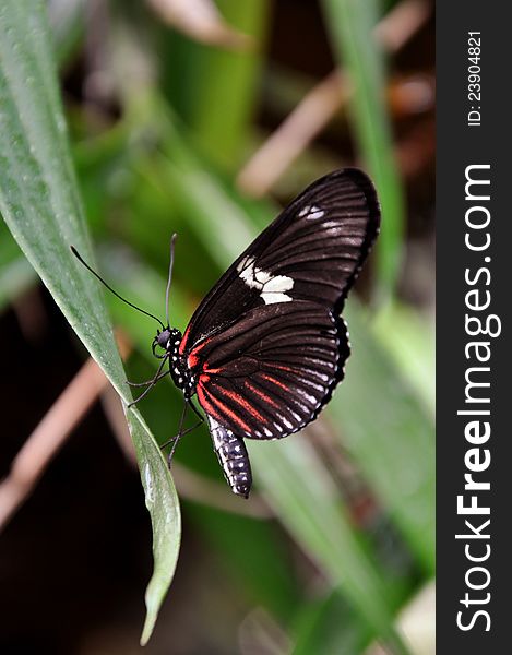 Doris Longwing Butterfly,aka,Heliconius doris