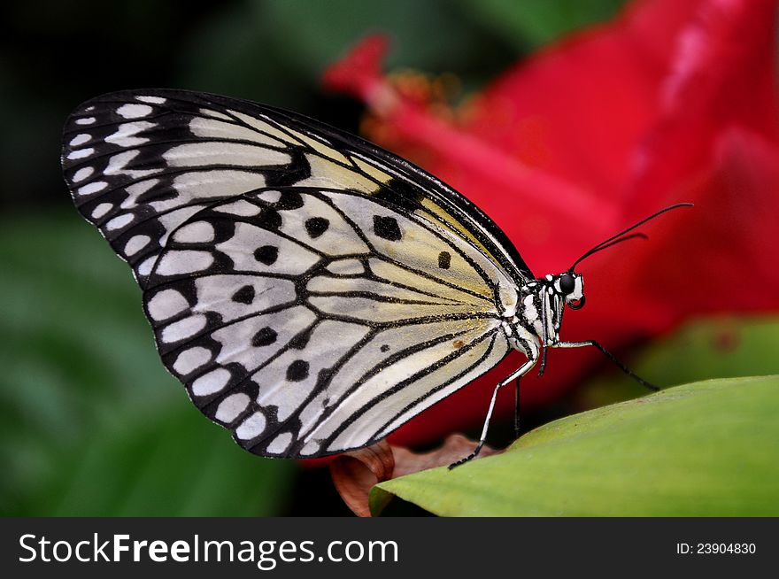 A Tree Nymph butterfly contrasts against a pretty red flower in the background. A Tree Nymph butterfly contrasts against a pretty red flower in the background.