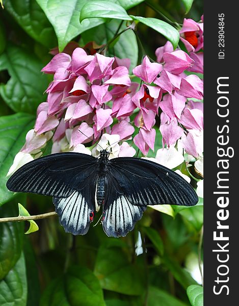 Male Scarlet Mormon,aka,Papilio Rumanzovia