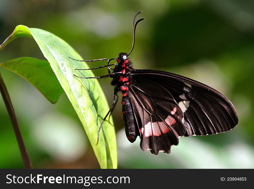 Cattleheart Butterfly,aka,Parides Iphidamas