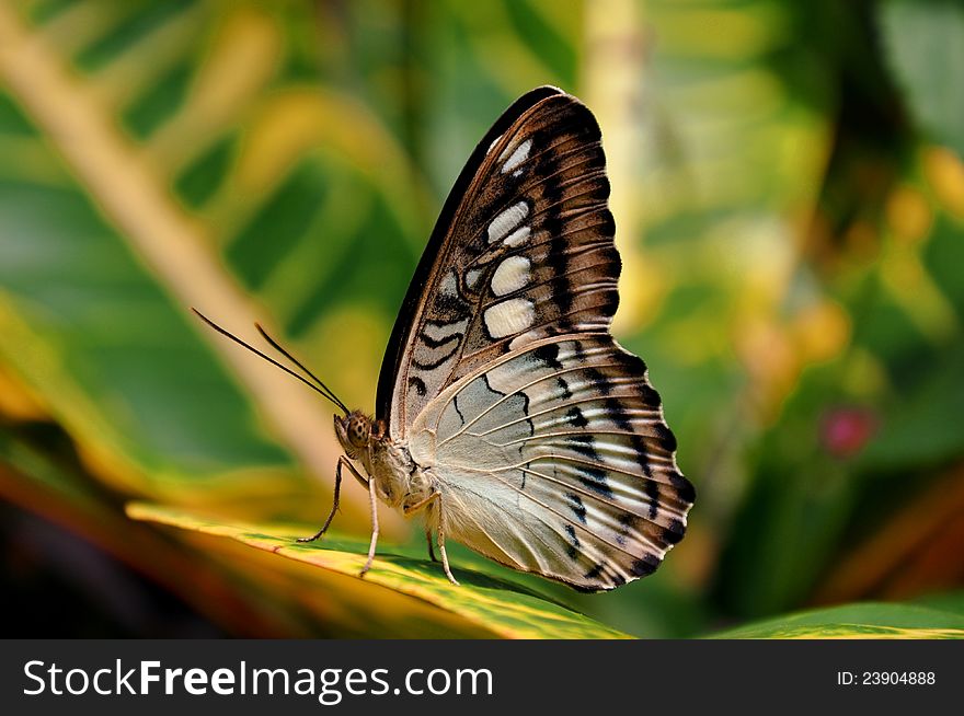 A Clipper butterfly stands as a sentinel to the garden entrance. A Clipper butterfly stands as a sentinel to the garden entrance.