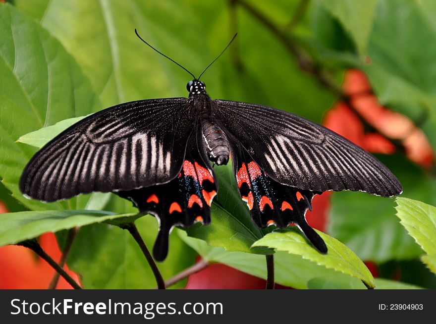 Female Mormon Butterfly,aka,Papilio polytes