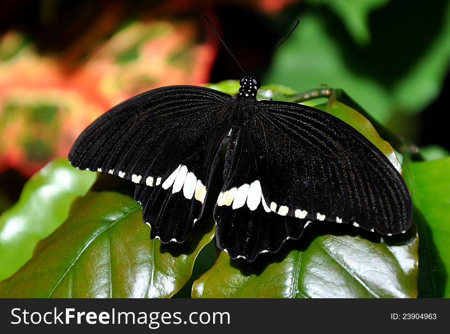 Male Common Mormon,aka,Papilio polytes