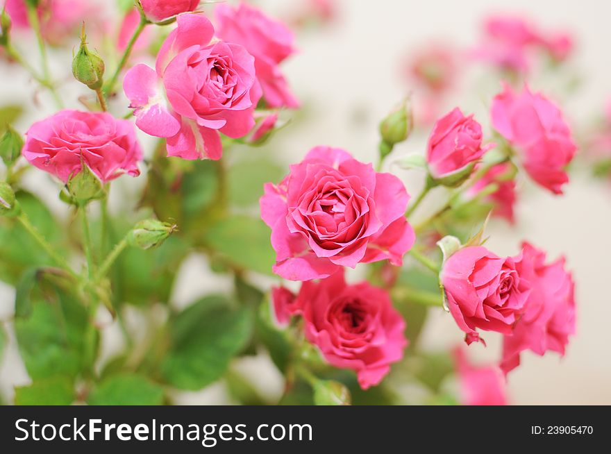 Small pink roses in a bouquet. Small pink roses in a bouquet
