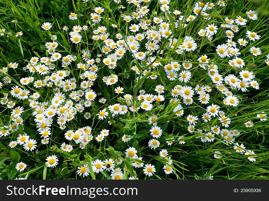 Daisies on a meadow in the spring