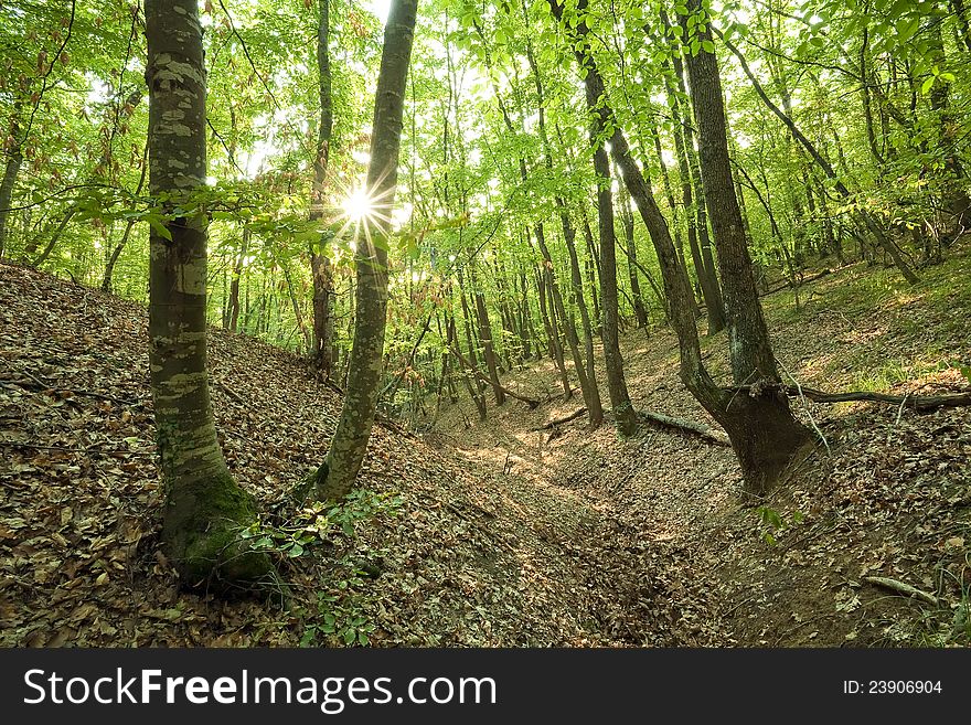 Beech and oak forest. Woodland scene