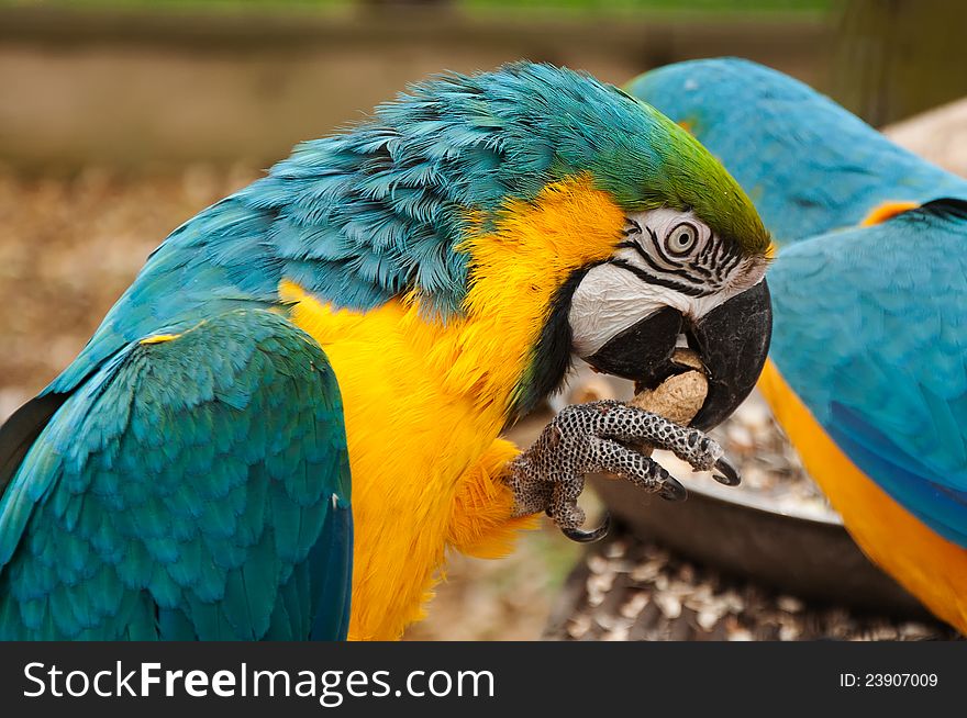Portait of blue and yellow macaw cracking a peanut. Portait of blue and yellow macaw cracking a peanut