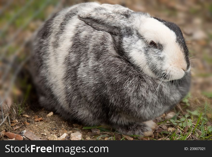 Easter bunny, white and grey, sitting on the grass