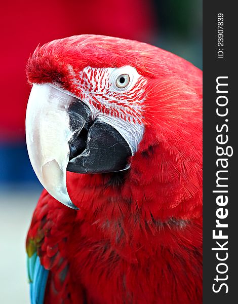Close-up of a red macaw.