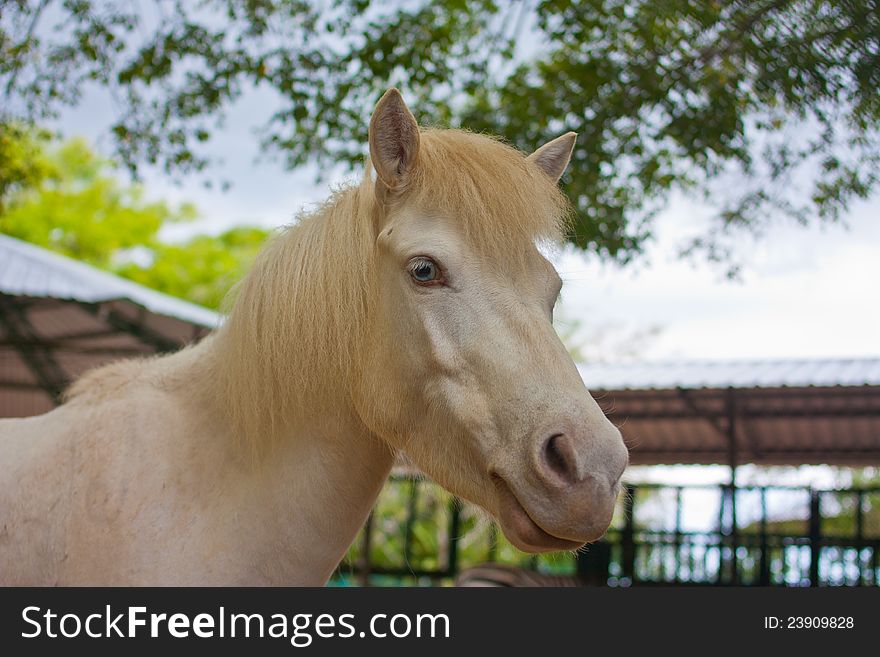 White beautiful horse in thailand