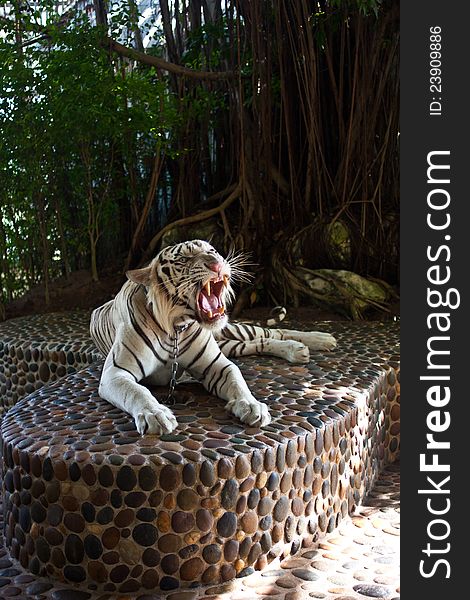 White beautiful tiger albino roar