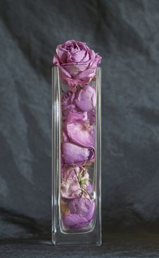 Dried Roses In A Vase Royalty Free Stock Photography