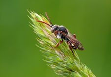 Wasp Stock Images