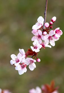 Prunus Flowers Royalty Free Stock Photos Prunus Flowers Royalty Free Stock Photos