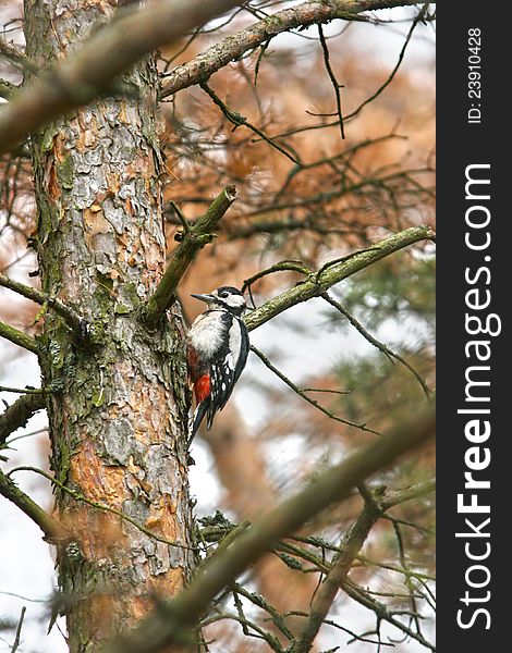 Woodpecker On Pine Trunk