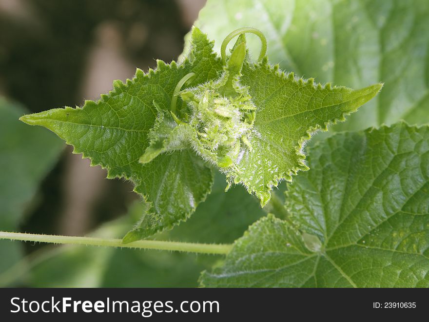 Green cucumber leaves in a vegetable garden. Green cucumber leaves in a vegetable garden