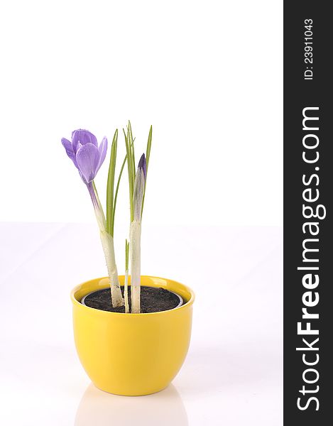 Purple beautiful  spring flower of crocus in pot   over white background. Purple beautiful  spring flower of crocus in pot   over white background