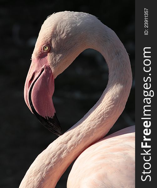 Close view of the long neck of the flamingo.