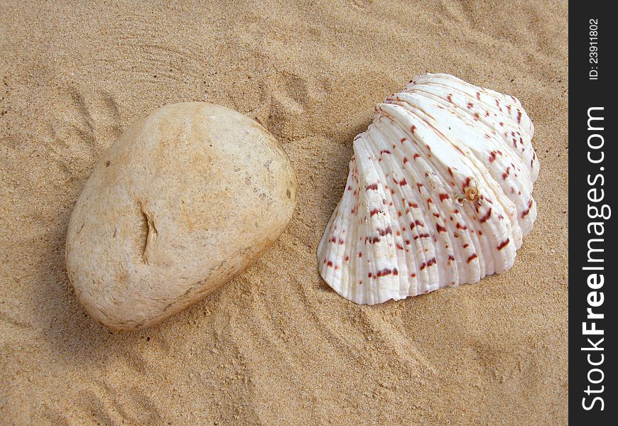 Natural stone and shell on beach.