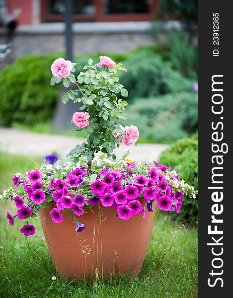Picture a large pot with a magnificent rose and lush petunias
