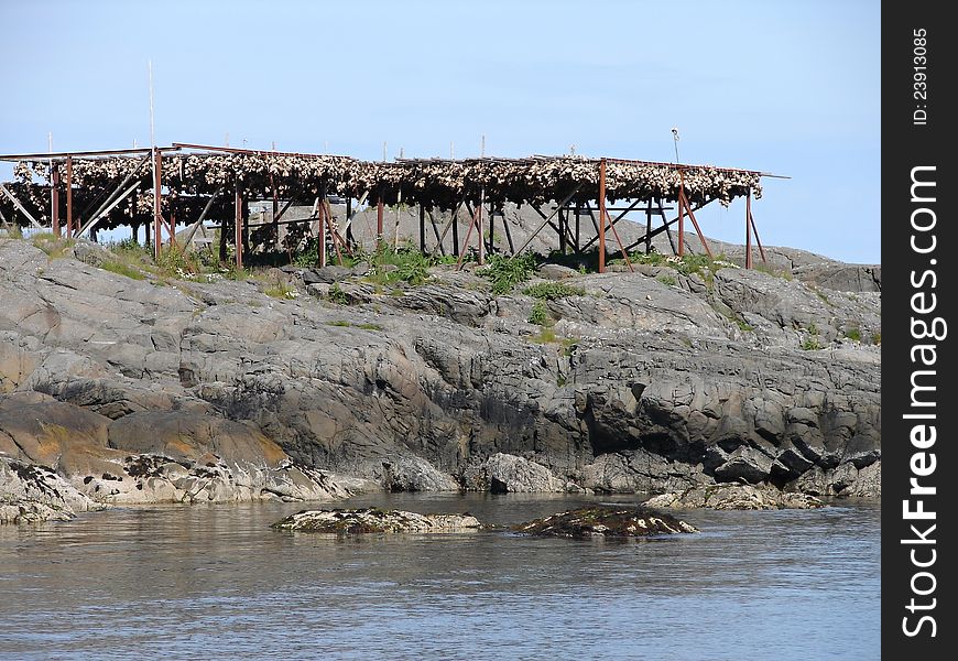 Thousands of dried fishes in Moskenes, Norway