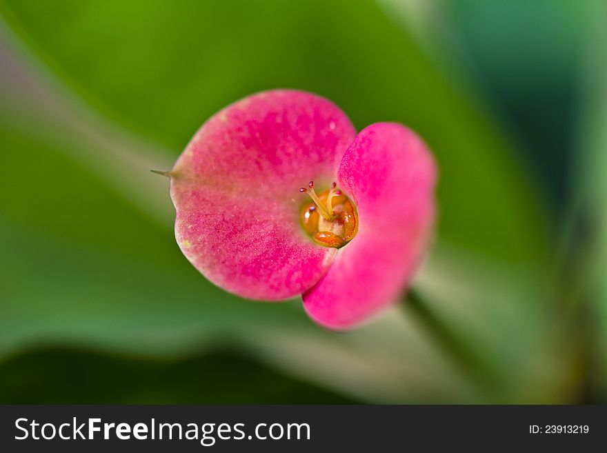 Pink milkweed flower closeup macro