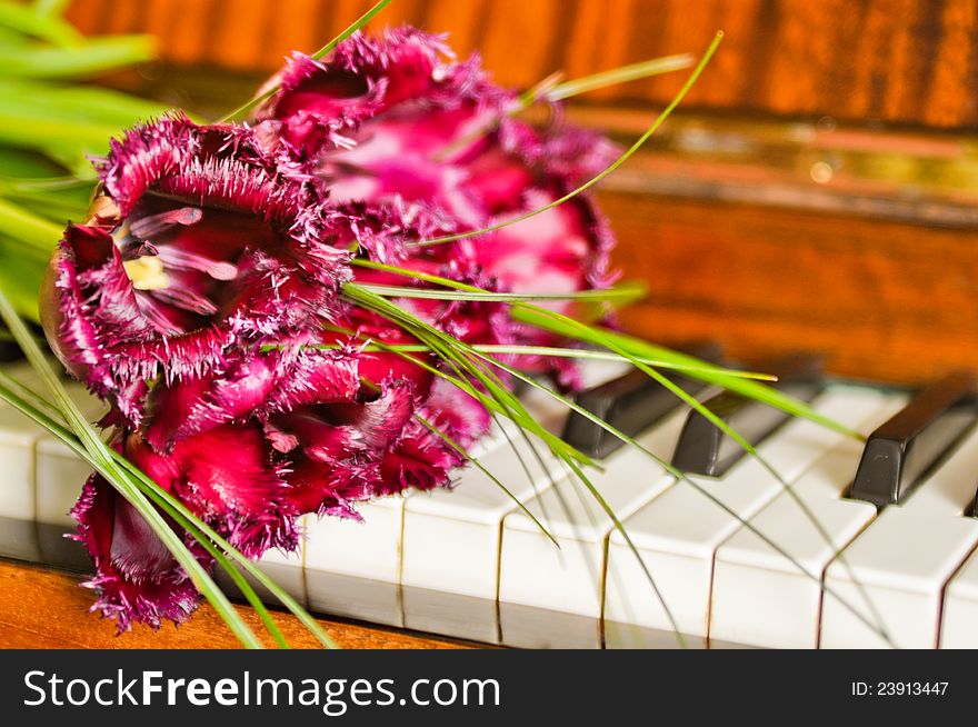 Beautiful tulips on the piano keyboard