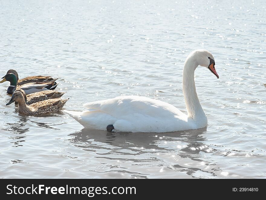 Swans and wild ducks floating on the water